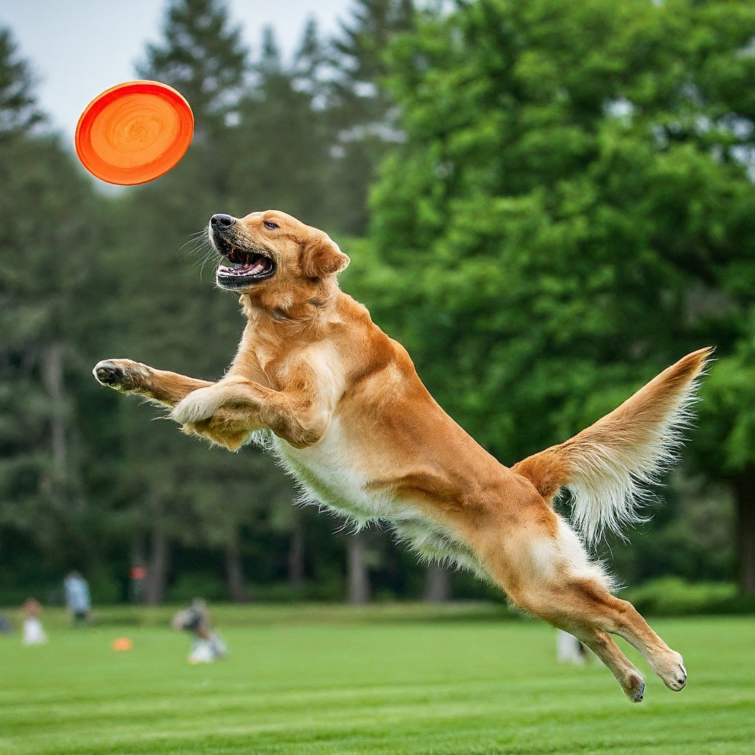 Keeping Your Dog Active and Healthy: Top Exercise Products