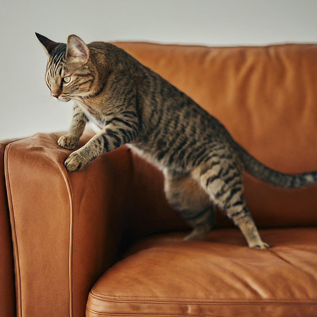 Solutions for Common Cat Behavior Problems