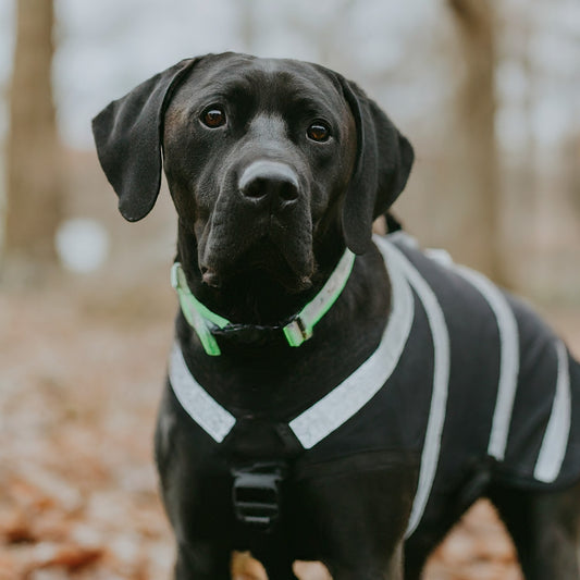 Safe Adventures: Essential Safety Gear for Every Dog Walker or Outdoor Enthusiast