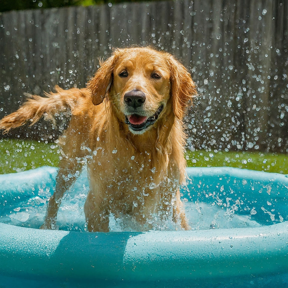 Keeping Your Pet Cool in the Summer Heat