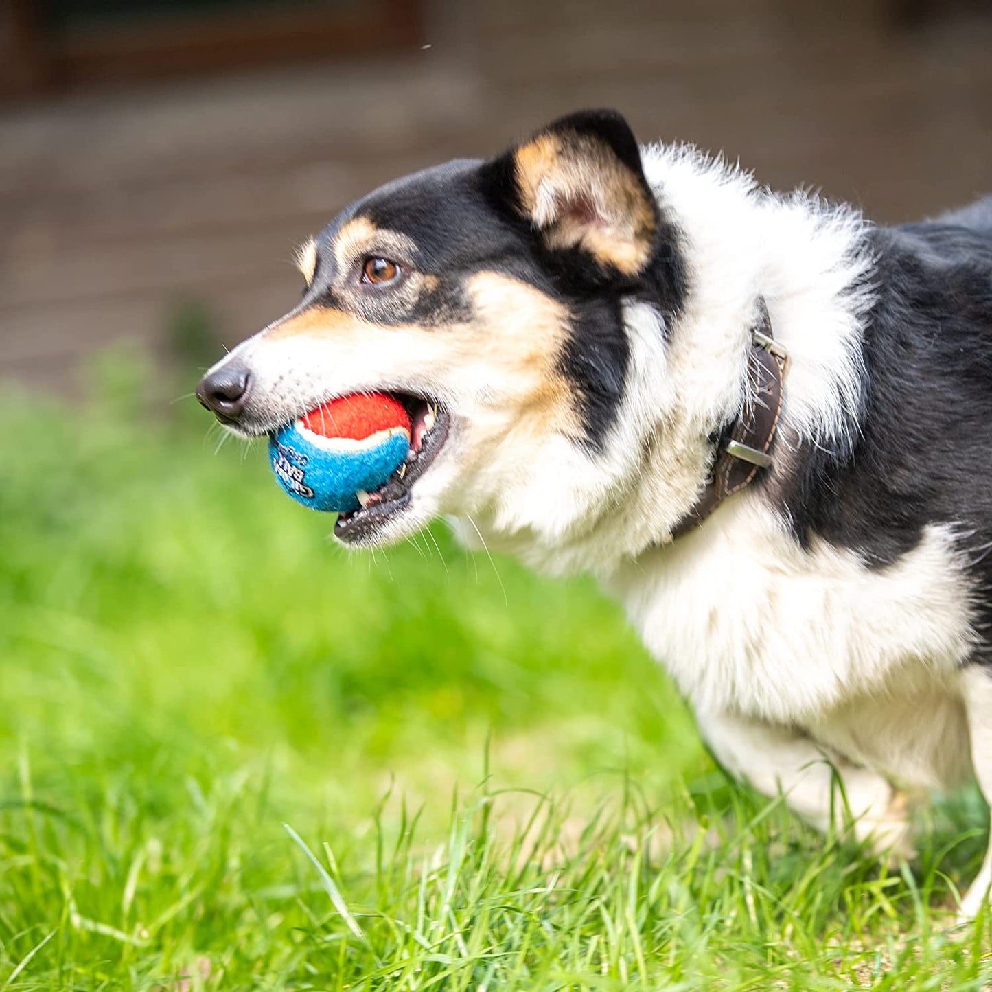 High Bounce Squeaky Tennis Balls for Dogs - 2.5 Inches, 3 Pack